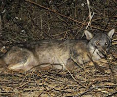El lobo herido por un jabalí en Guitiriz acabó huyendo al monte
